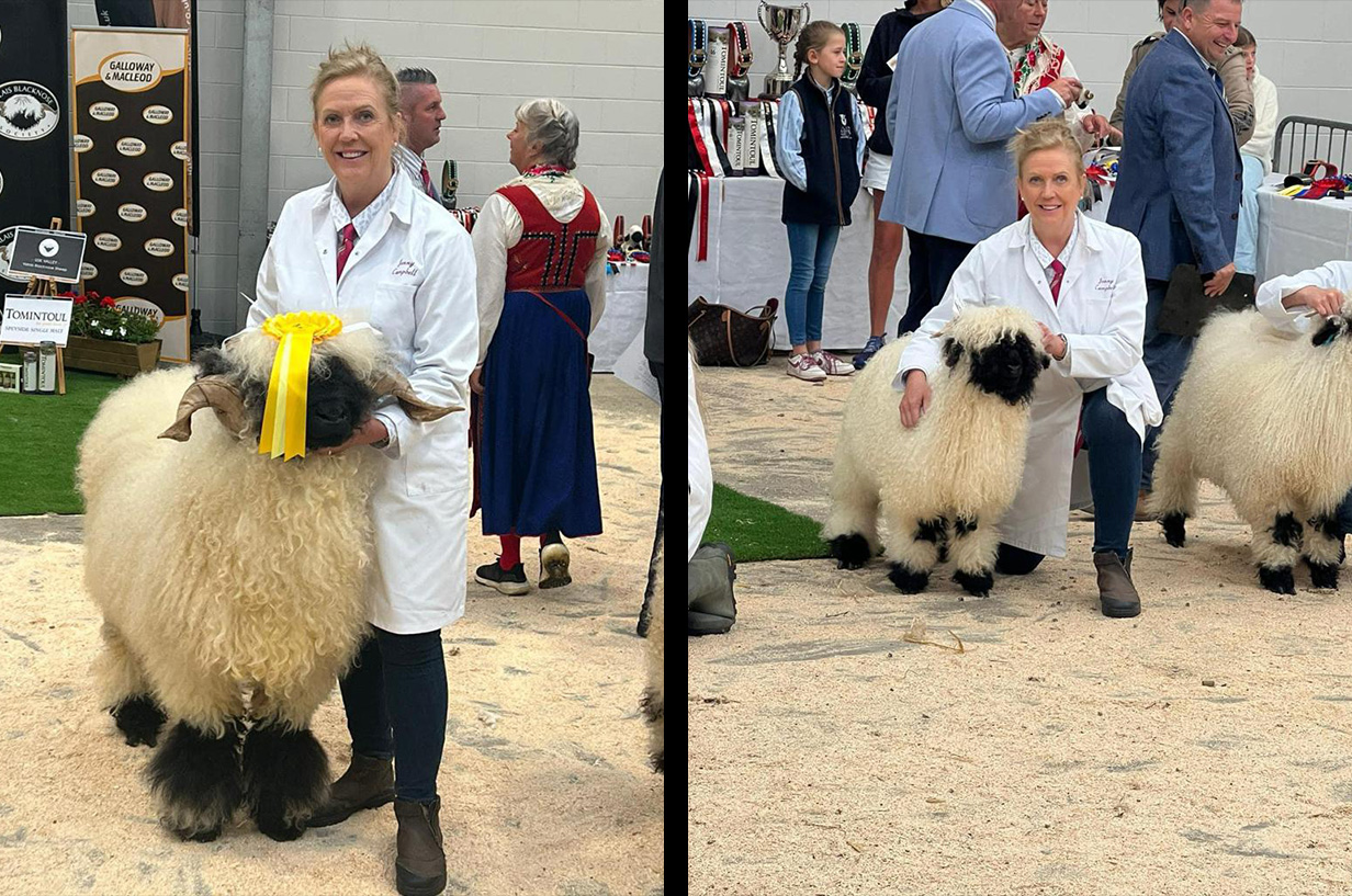 Jenny Campbell showing her Valais Blacknose Sheep at a competition
