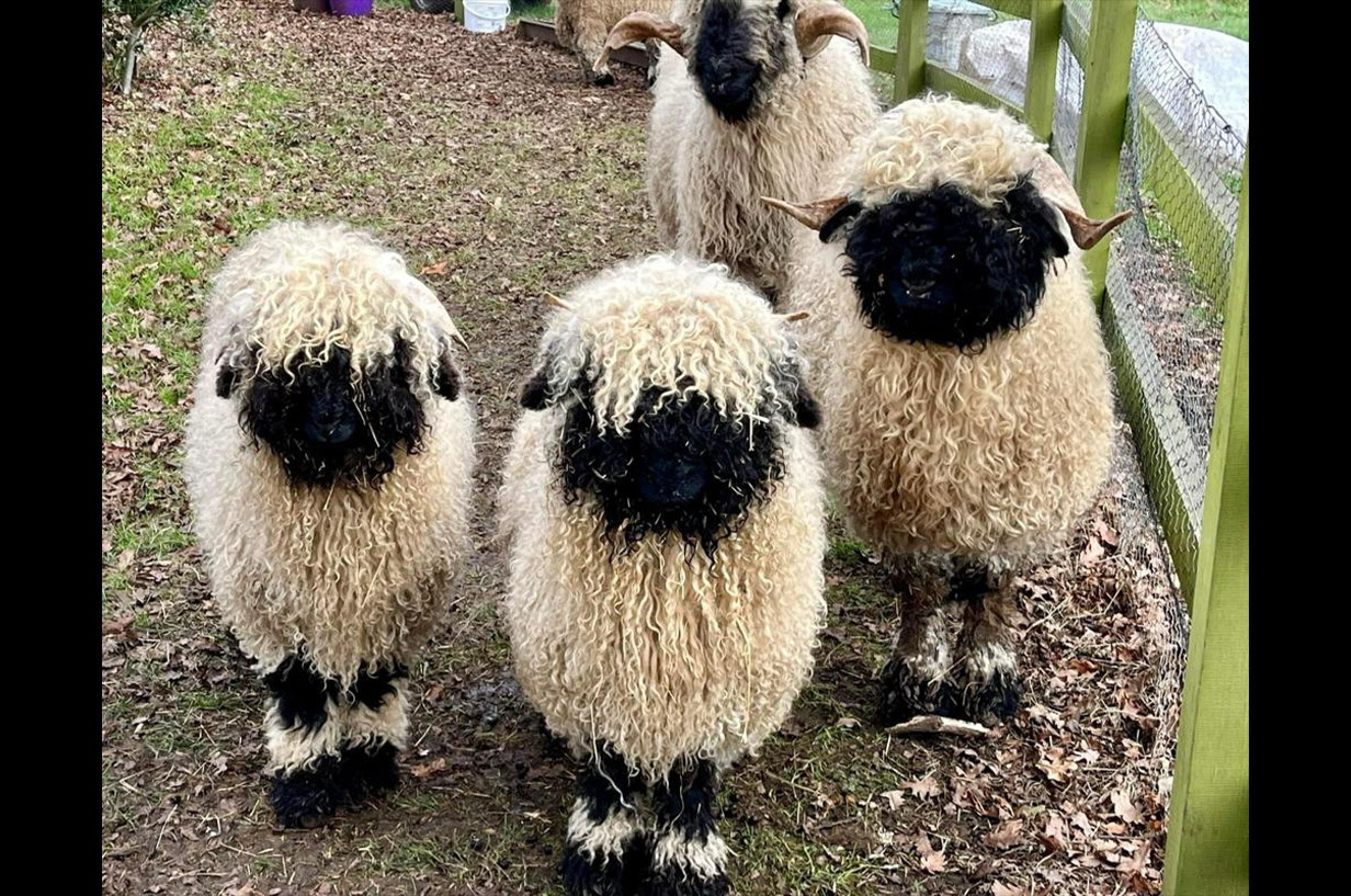 Three Valais Blacknose Sheep standing in a paddock looking at the camera