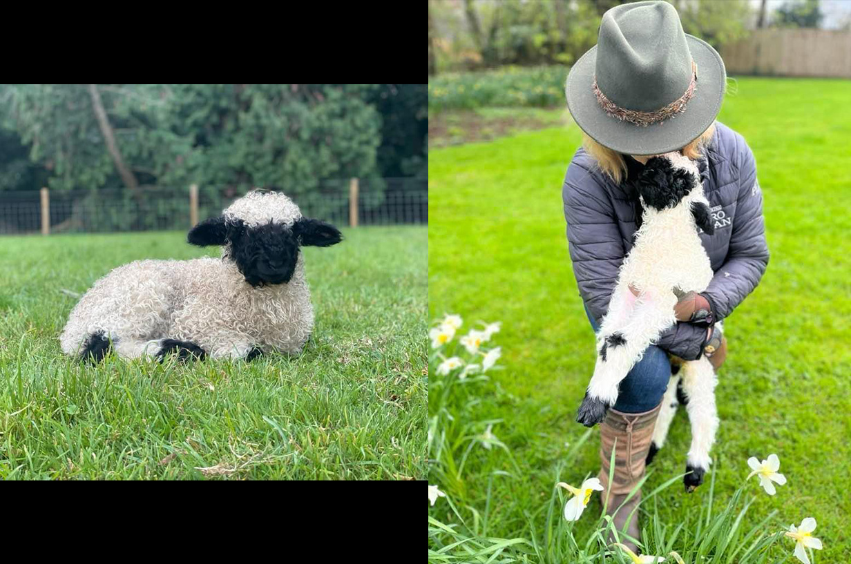 A Valais Blacknose Sheep lying down in a graddy field. On the right, Jenny Campbell holding a Valais Blacknose Lamb in a grassy field with flowers.