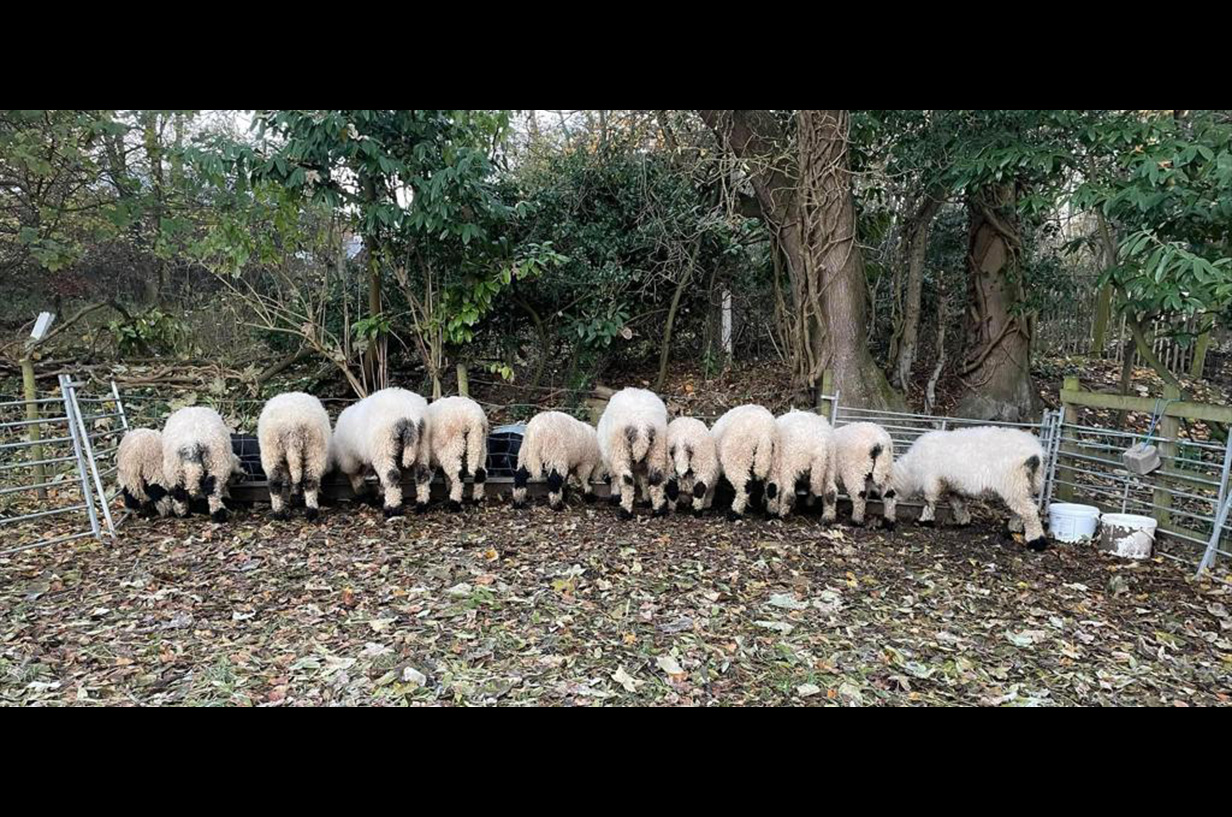 Feeding time with the Valais Blacnose Sheep flock.