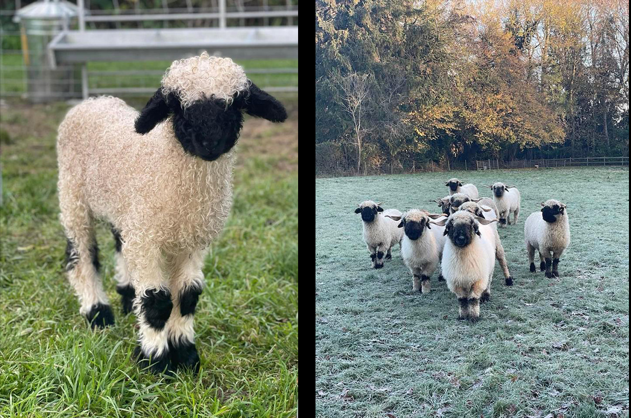 On the left, a Valais Blacknose Sheep standing in a graddy field looking at the camera. On the right, a flock of Valais Blacknose Sheep looking at the camera in a cold looking field.