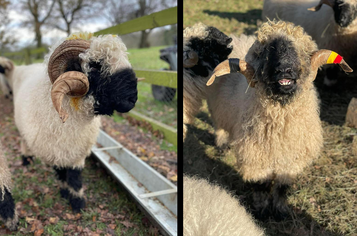 Two Valais Blacknose Sheep, one looking through a fence, the other is sticking out it's tongue.